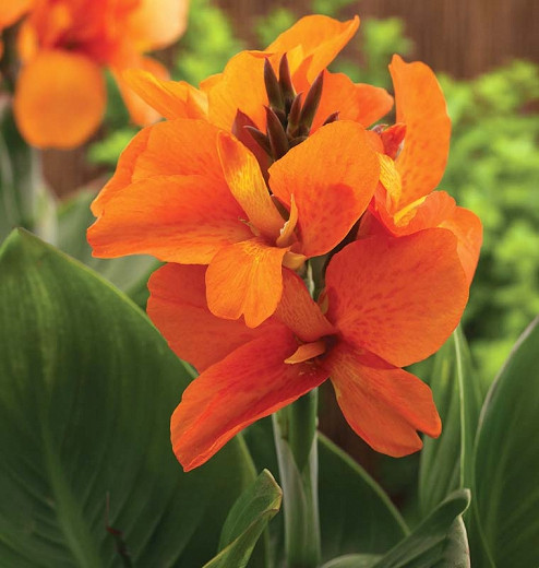 Canna 'South Pacific Orange', Indian Shot 'South Pacific Orange', Canna Lily 'South Pacific Orange', Canna x generalis 'South Pacific Orange', Canna Lily bulbs, Canna lilies, Orange Canna Lilies, Orange Flowers